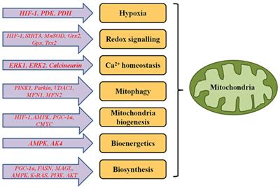 Altered Mitochondrial Signalling and Metabolism in Cancer